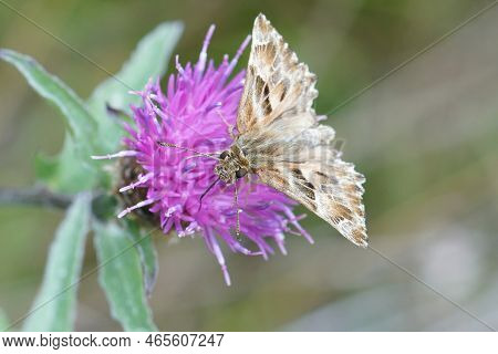 Detailed Closeup On Mallow Skipper Butterfly, Carcharodus Alceae, Sitting On A Purple Knapweed Flowe
