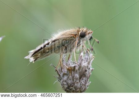 Detailed Closeup On Mallow Skipper Butterfly, Carcharodus Alceae, Sitting On, Top Of A Dried Plant