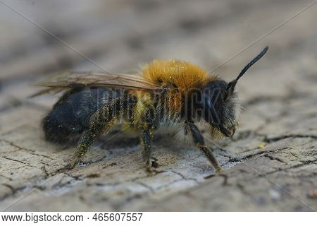 Detailed Closeup On A Furry Brown Female Grey-patched Mining Bee, Andrena Nitida Sitting On Wood