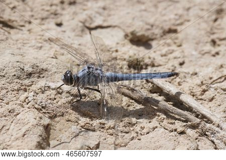 Detailed Closeup On A Mediterranean Southern Skimmer Dragonfly, Orthetrum Brunneum Sitting On A Ston