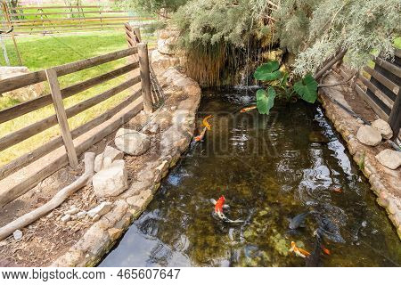 Beit Shean, Israel, October 08, 2022 : Pond With Ornamental Fish In Gan Guru Kangaroo Park In Kibutz