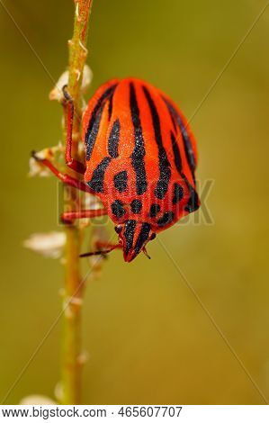 Detailed Closeup On The Brilliant Red Colored Mediterranean Striped Shieldbug , Graphosoma Semipunct