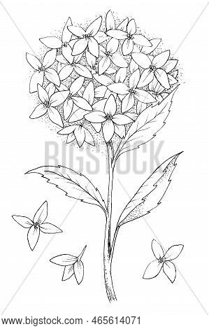 Flowers Leaves Illustration Freehand Sket Illustration Vector 10