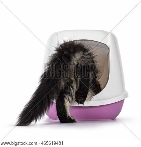 Cute Black Tabby Maine Coon Cat Kitten, Going  In To Litterbox. Showing Hind Side And Tail. Isolated