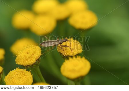 Natural Closeup On A Small Damsel Bug , Nabis, Sitting On A Yellow Tansy Flower