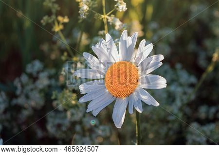 Close Up Of Matricaria Chamomilla Flowers, Commonly Known As Chamomile, Wild Chamomile Or Scented Ma
