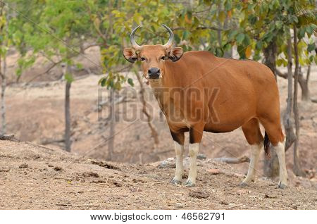 Kvindelige Banteng isoleret