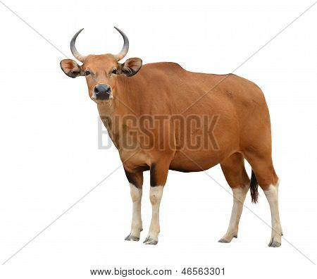 Kvindelige Banteng isoleret