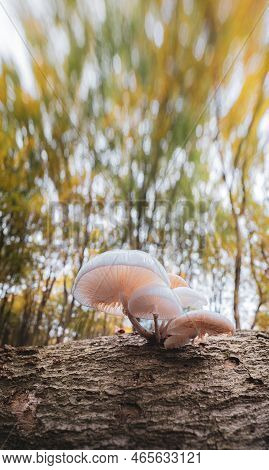 Group White Porcelain Fungus On A Tree Trunk Seen From Below In A Green Blurred Background, Oudemans