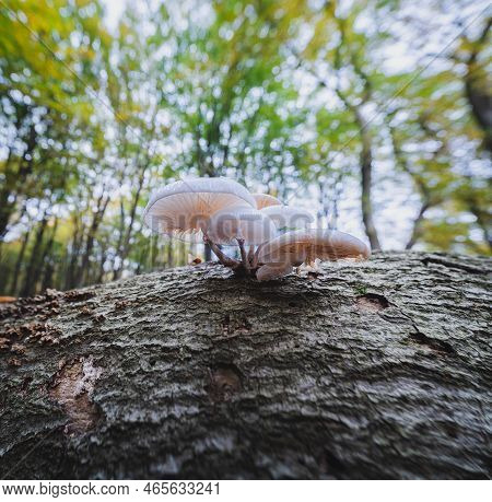 Group White Porcelain Fungus On A Tree Trunk Seen From Below In A Green Blurred Background, Oudemans