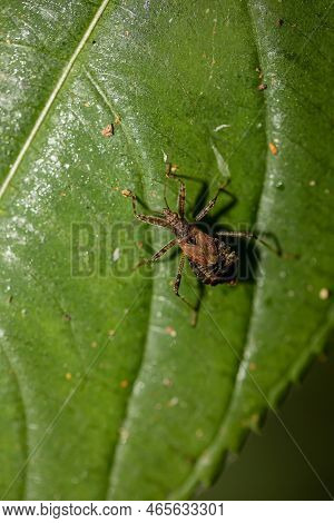 A Longhorn Bush Predator Himacerus Apterus On A Leaf Of A Deciduous Tree.