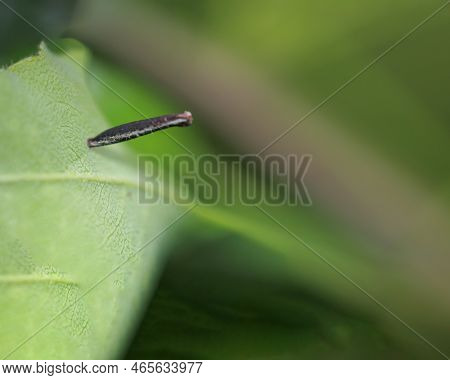 Perhaps The Pupa Of A Moth On The Underside Of A Tree Leaf.