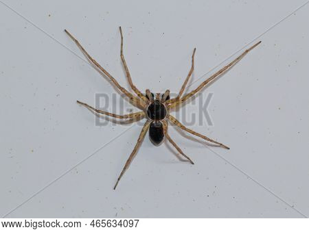 A Two-color Flat-streaked Spider, Philodromus Dispar On A Wall.
