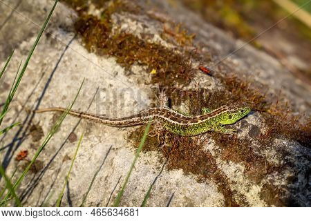 A Male Sand Lizard On A Stone. Each Fence Lizard Has A Different Dorsal Marking.