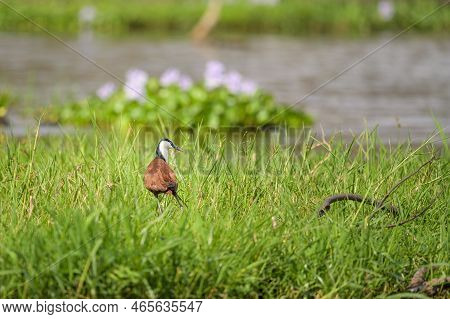 An African Jacana Walking In A Meadow Near A River, Sunny Day In May In Murchinson Falls National Pa