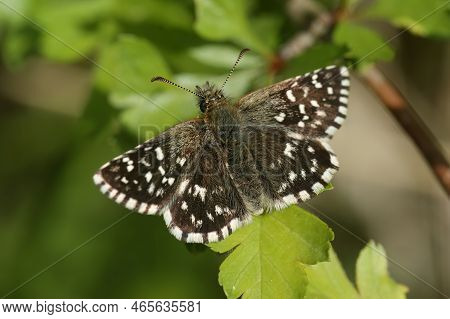 Closeup On A Pyrgus Malvae, The Grizzled Skipper With Spread Wings Sitting On The Ground