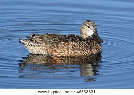 Hembra Blue-winged Teal