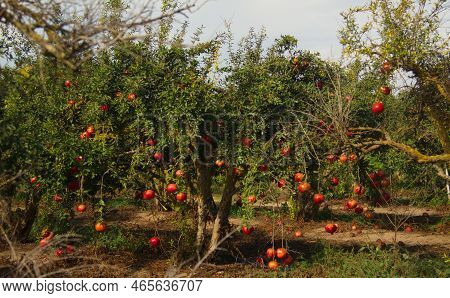 Garden With Pomegranate Trees. Rich Harvest, Large Fruits, Ripe Pomegranates. Kibbutz Moshav In Isra