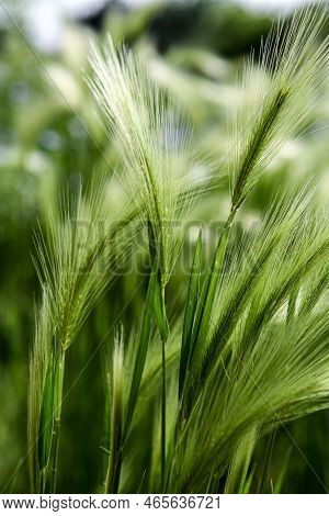 Foxtail Barley (hordeum Jubatum) In The Field