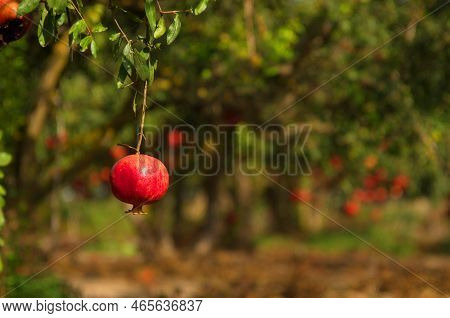 Large Ripe Pomegranates Hang On A Branch. Lots Of Fruits On The Tree. Autumn Harvest. Pomegranates F