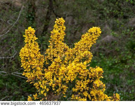 A Bush, Inflorescences Of Yellow Flowers, A Plant. Ulex Known As Gorse, Furze, Or Whin Is A Genus Of