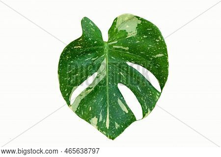 Closeup To Fresh Leaf Of Monstera Thai Constellation On White Background