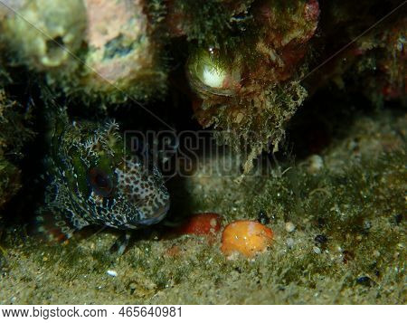 Tompot Blenny (parablennius Gattorugine) Close-up Undersea, Aegean Sea, Greece, Halkidiki