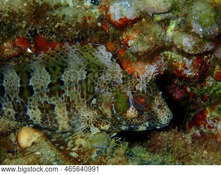 Tompot Blenny (parablennius Gattorugine) Close-up Undersea, Aegean Sea, Greece, Halkidiki