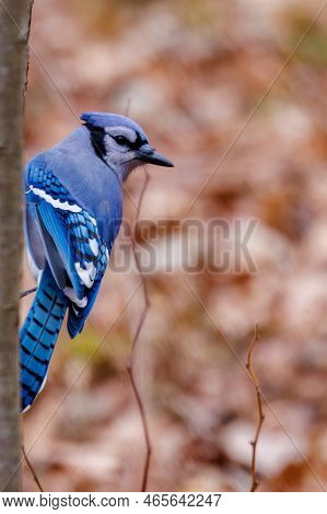 Blue Jay (cyanocitta Cristata) Sitting On A Tree Branch During Fall In Wisconsin.