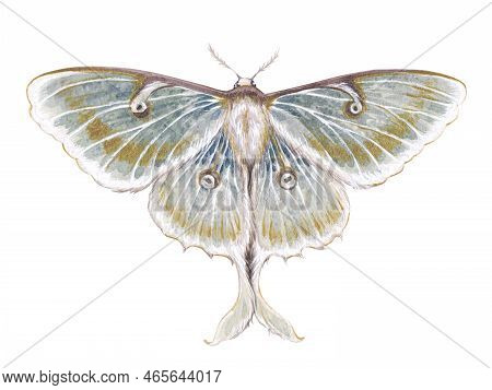 Watercolor Vintage Illustration With Luna Moth, Moon Butterfly, Actias Luna Isolated On White Backgr