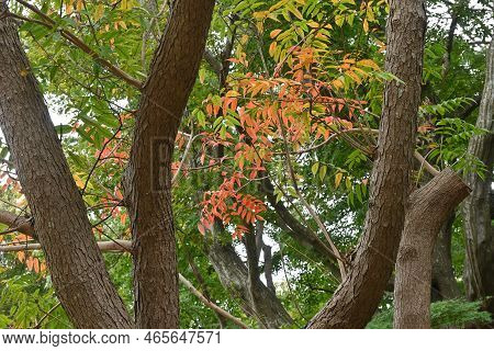 Japan Wax Tree ( Toxicodendron Succedaneum ) Autumn Leaves. Anacardiaceae Dioecious Deciduous Tree. 