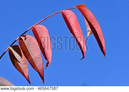 Japan Wax Tree ( Toxicodendron Succedaneum ) Autumn Leaves. Anacardiaceae Dioecious Deciduous Tree. 