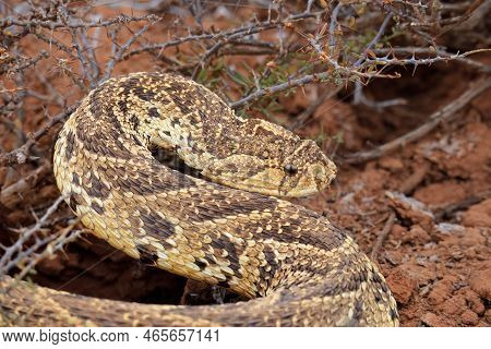 A Defensive Puff Adder (bitis Arietans) In Natural Habitat, South Africa