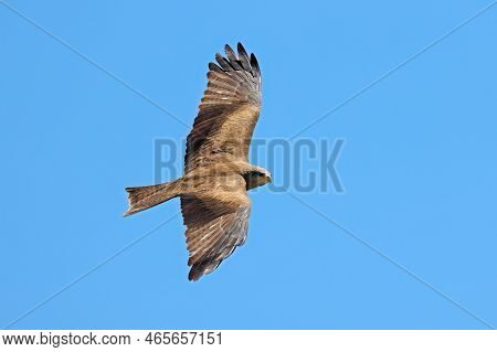 A Yellow-billed Kite (milvus Aegyptius) In Flight Against A Clear Blue Sky, South Africa