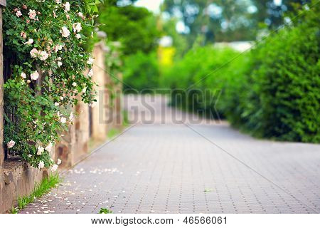 ฤดูใบไม้ผลิช่วงต้นร้ายพันธุสารพัด