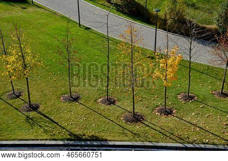 An Alley Of Trees Or A Group Of Windbreaks. View From The Top. Aerial View Of Newly Planted Trees In