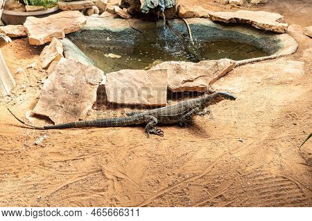 Beit Shean, Israel, October 08, 2022 : Large Monitor Lizard In An Aviary In Gan Guru Kangaroo Park I