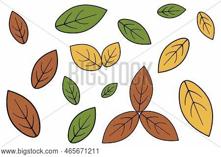 Autumn Leaves. Part Of A Tree With Veins. Leaves For Herbarium Oval. Set Of Color Vector Illustratio