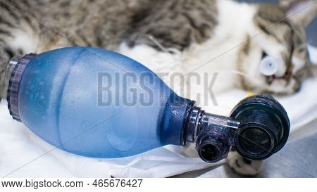 The Cat Lies On The Table With A Tube In The Trachea And A Bag Connected For Pulmonary Resuscitation