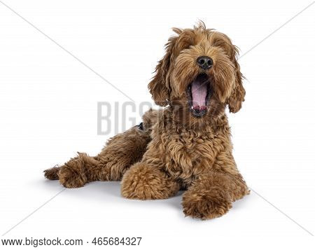 Cute Young Cobberdog Aka Labradoodle Dog Puppy. Laying Down, Face Turned To Camera Yawning. Isolated