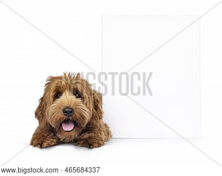 Cute Young Cobberdog Aka Labradoodle Dog Puppy. Laying Down Facing Front Beside Blanc Canvas. Lookin