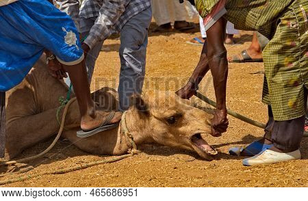 Nouakchott. Mauritania. October 07, 2021. The Capital\'s Camel Market. Buyers In National Clothes Ti