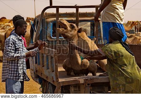 Nouakchott. Mauritania. October 07, 2021. The Capital's Camel Market. A Buyer In National Clothes Fi