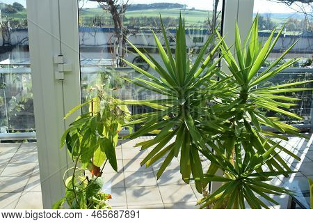 Yucca Palm Tree Next To A Small Potted Avocado Plant