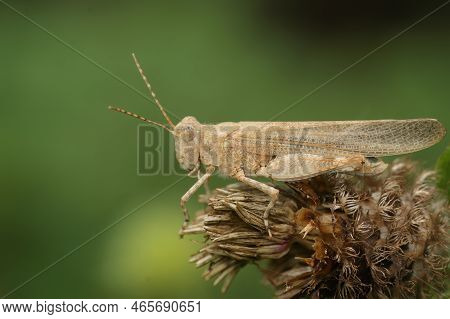 Close Up Of A Mediterranea, Grey Colored Blue Winged Locust, Sphingonotus Caerulans