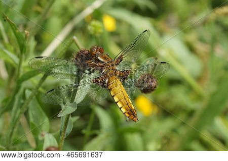 Natural Closeup On A Colorful Female Broad-bodied Chaser, Libellula Depressa, Hanging In The Grass