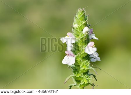 Photos Of Medicinal Plants And Medicinal Flowers