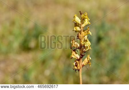 Wild Flowers, Photos Of The Orobanche Plant.