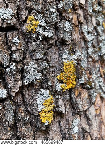Tree Bark Close-up In Daylight. Photo. Old