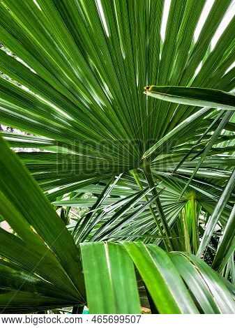 Palm Leaves Green In Daylight. Fresh. Photo